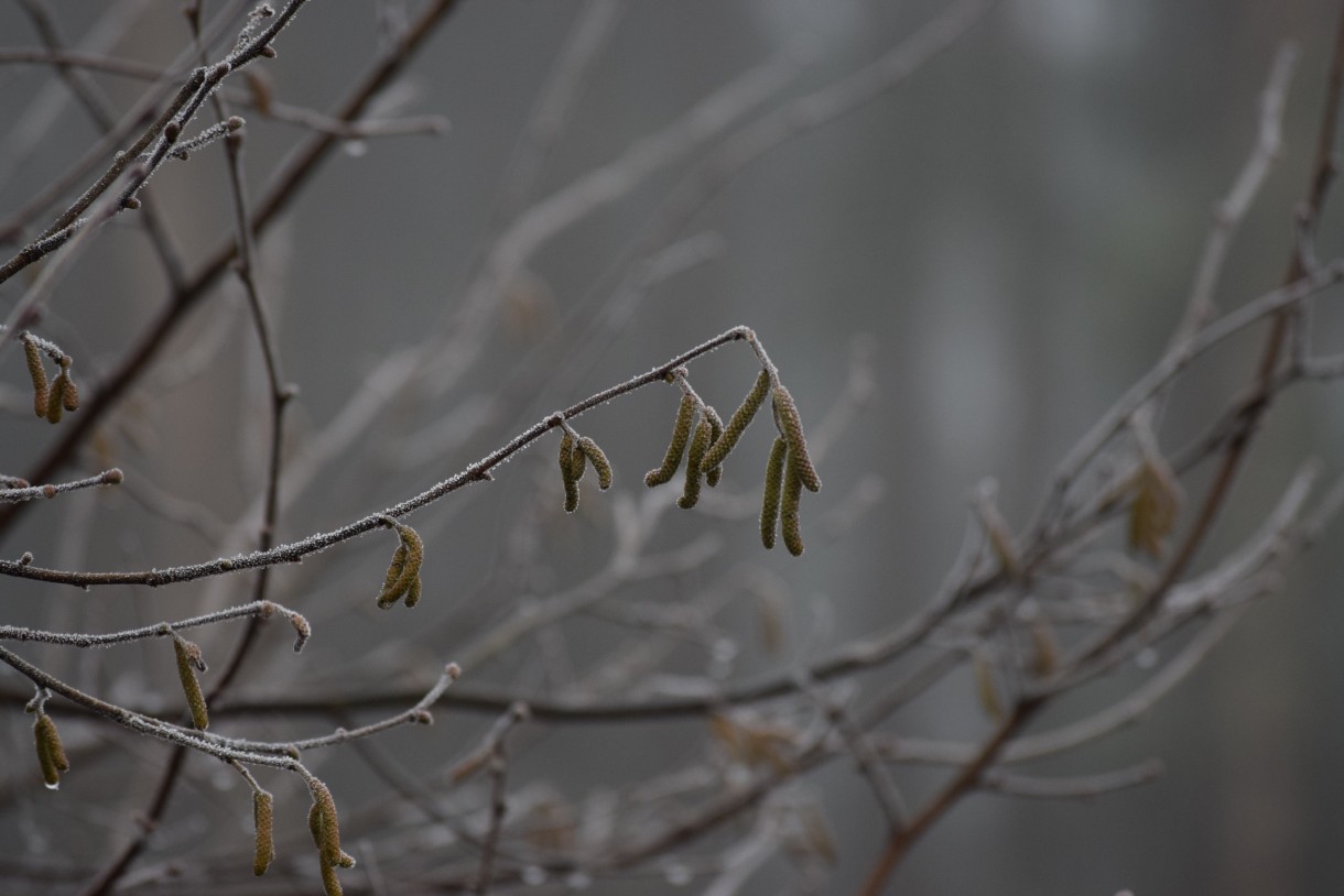 Leśne klimaty, WINTER ART ...