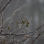 Leśne klimaty, WINTER ART ...