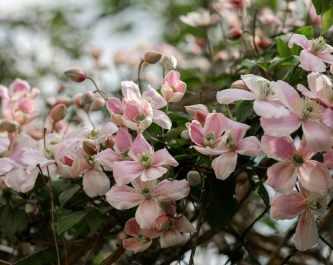 Jakie rośliny ozdobne przyciąć w lutym, a których nie ruszać? Uważaj, bo będą słabo kwitły