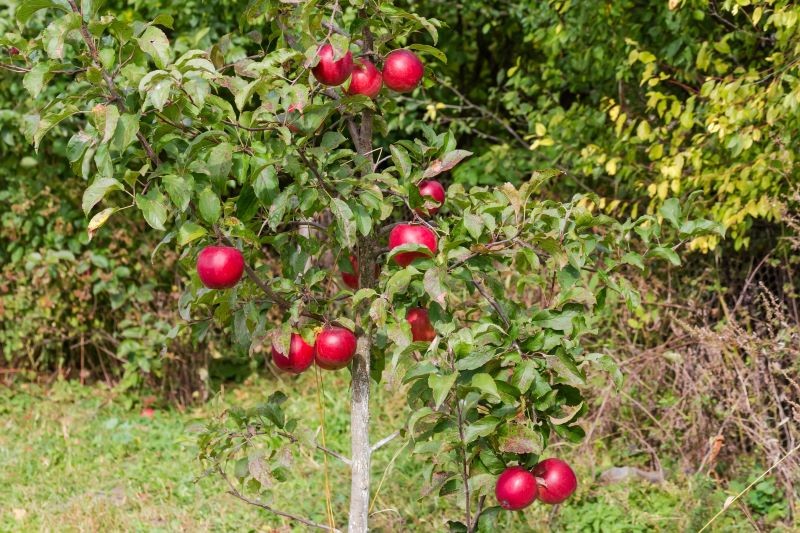 Nowe odmiany jabłoni mają wiele zalet, ale stare górują nad nim smakiem.