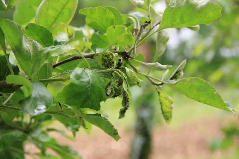 skuteczne metody na mszyce