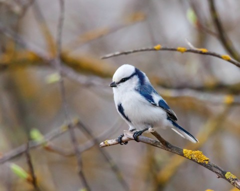 Wyjątkowa piękność ze Wschodu. Widok tej sikorki w karmniku to prawdziwa sensacja