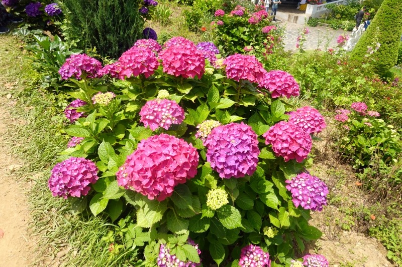 jak pielęgnować hortensje w lipcu