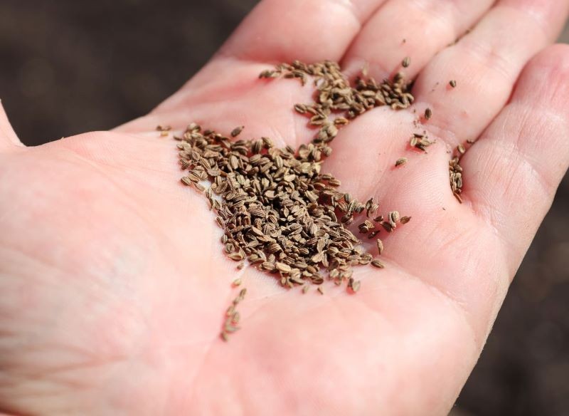 Siew marchewki nie jest trudny.