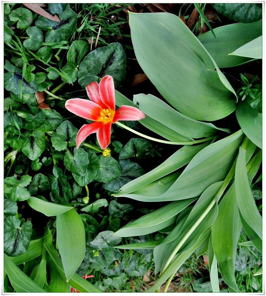 Rośliny, Biegiem po Ogrodzie Botanicznym..