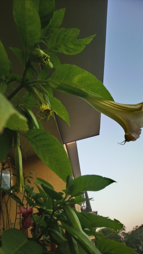 Balkon, Lato na balkonie.............moje datury........... - ...............i datura.............pąk jest żółty ................po czym z niego rozwija się biały ( kremowy) kwiat  i następnego dnia ten sam kwiat wybarwia się na kolor koralowy .................