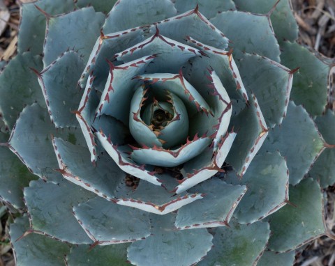 Agawa potatorum (Agave potatorum)