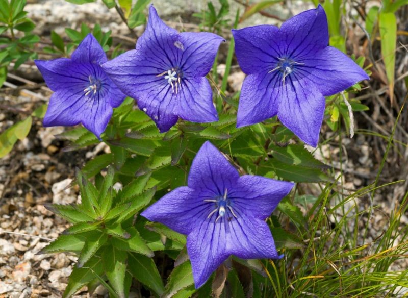 Rozwar nie powinien rosnąć w całkowitym cieniu.