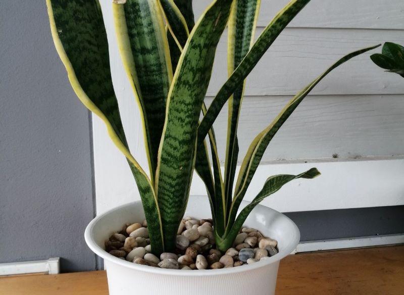 Sansewieria to jedna z żelaznych roślin dla początkujących.