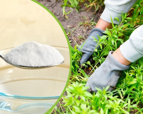 Jak pozbyć się chwastów z ogrodu i kostki brukowej? Trzy naturalne metody na usunięcie zielska