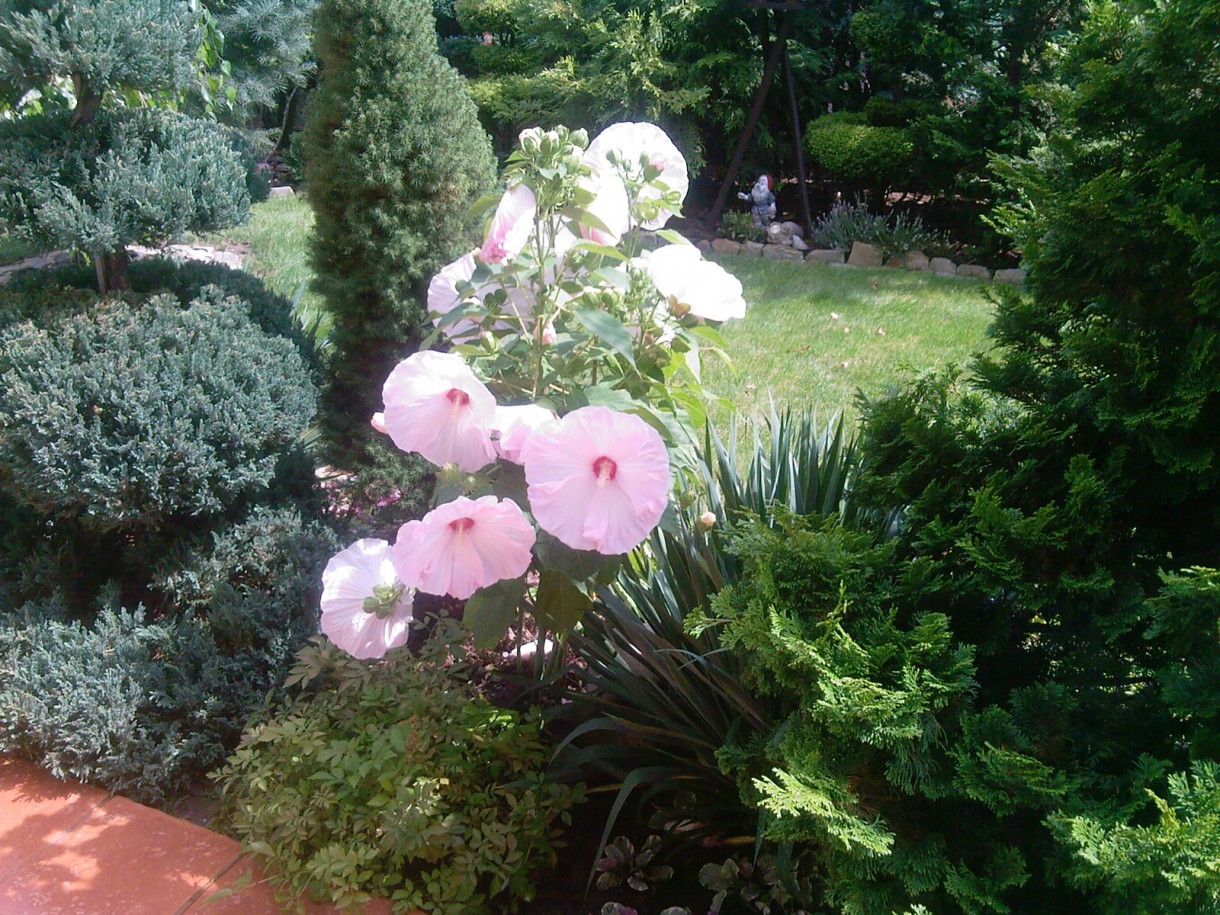 Pozostałe, Kwiaty uciekającego lata - Hibiskus w dziennej odsłonie