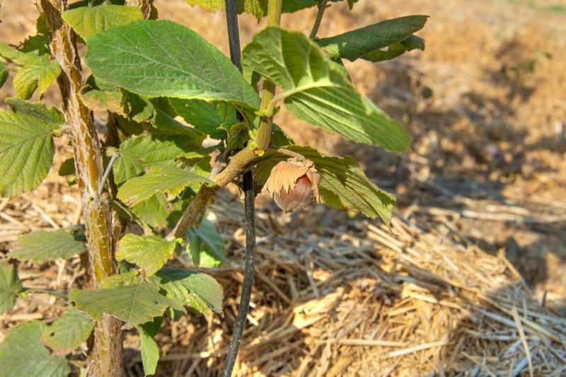 rozmnażanie leszczyny