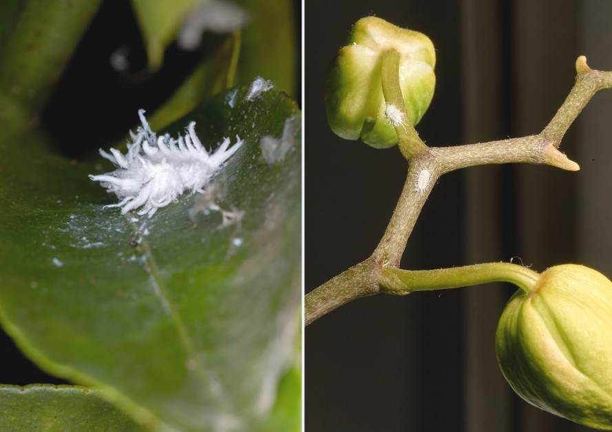 wełnowce na storczyku