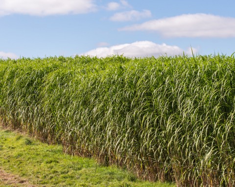 Miskant olbrzymi (Miscanthus x giganteus)