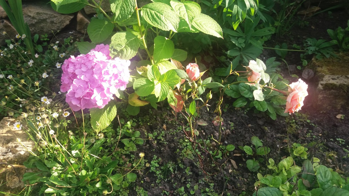 Ogród, Mój mały ogródek w letniej odsłonie - Hortensja w towarzystwie róży. Róża rosła w doniczce na oknie i chyba nie było jej najlepiej. Przesadziłam ją do ogródka i bardzo rozkwitła. Nawet mróz jej niestraszny zimą.