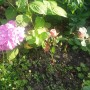 Ogród, Mój mały ogródek w letniej odsłonie - Hortensja w towarzystwie róży. Róża rosła w doniczce na oknie i chyba nie było jej najlepiej. Przesadziłam ją do ogródka i bardzo rozkwitła. Nawet mróz jej niestraszny zimą.