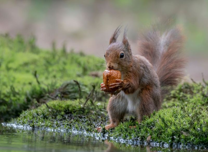 Wartościowe orzechy są ulubionym przysmakiem wiewiórek.
