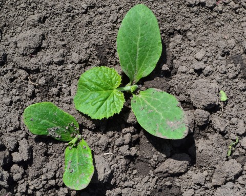 Płodozmian po ogórkach. Dobrze zaplanuj, bo nie wszystko tam urośnie