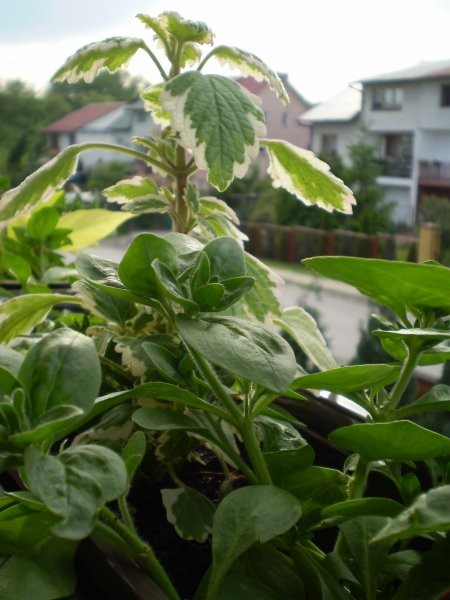 Balkon, Balkonowe i okienne dekoracje