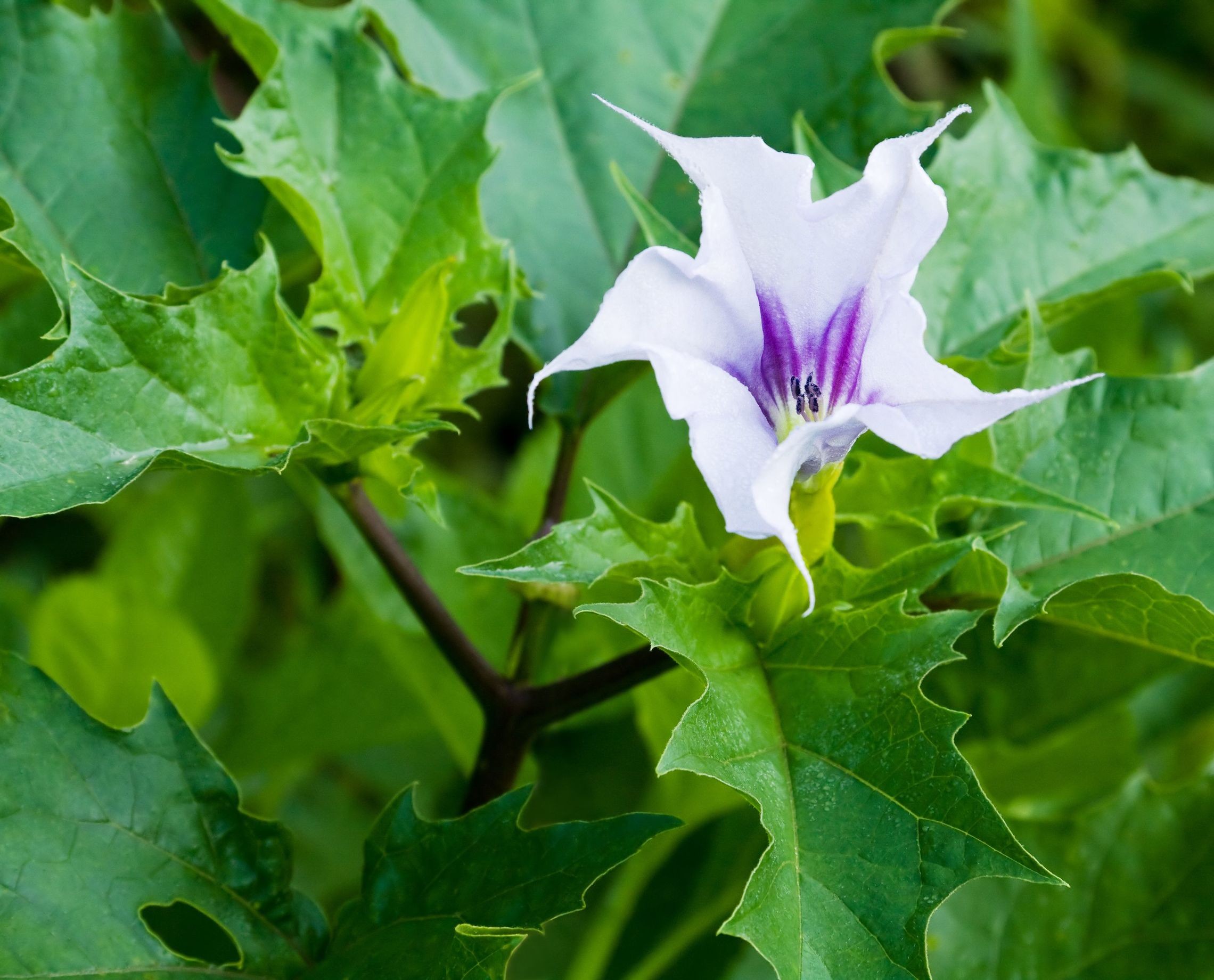 Datura stramonium