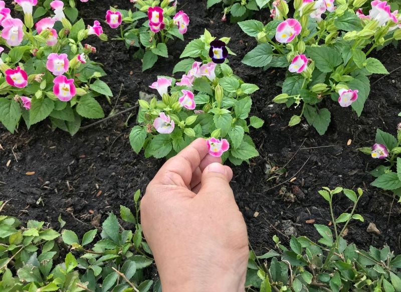 Torenia fournieri jest prosta w pielęgnacji, choć nie możemy zaniedbać jej podlewania.