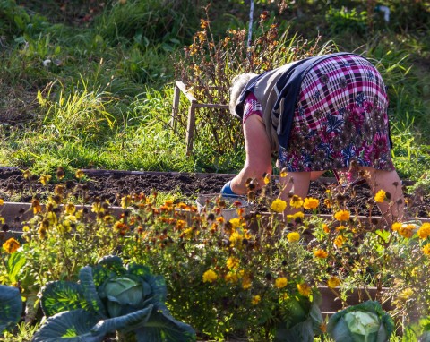 Nadchodzą silne przymrozki – jak chronić przed nimi warzywa? Co zostawić, a co szybko zebrać z grządek?