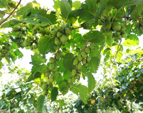 Jak szybko rośnie aktinidia? Ciekawe odmiany i pielęgnacja mini kiwi