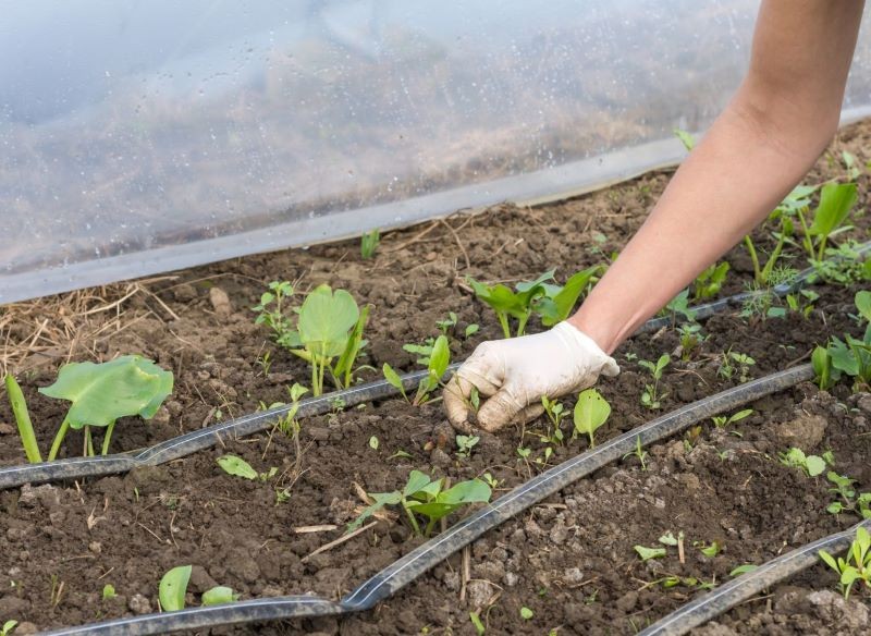 Jesienią musimy pozbyć się rosnących w szklarni chwastów.