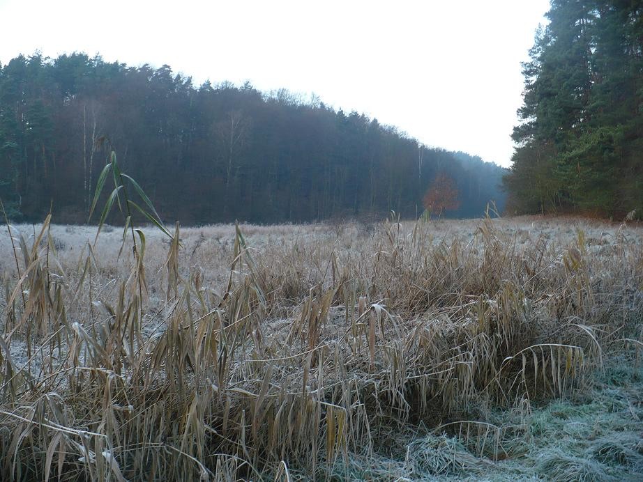 Pozostałe, Przedświąteczna galeria znad morza ........... - ...............i polana w zimowej szacie...........