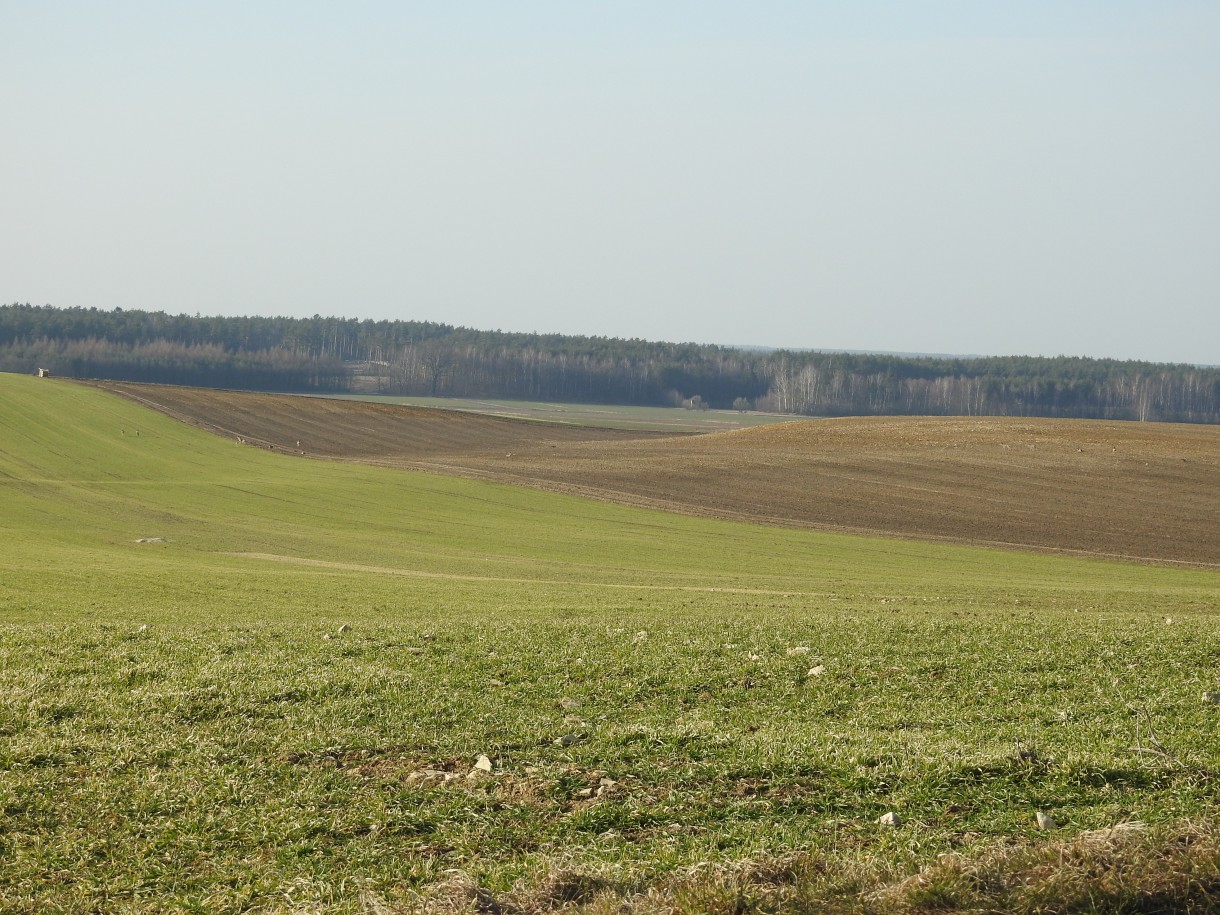 Leśne klimaty, PRZEBUDZENIE...