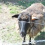 Pozostałe, Uroczysko. Fotoreportaż :) - Ta owieczka radośnie przybiegła na spotkanie. Jako jedynej chciało jej się w tym upale ruszać :) Reszta stada stała lub leżała w zasnektowanych sobie w tym celu cieniach drzewek.