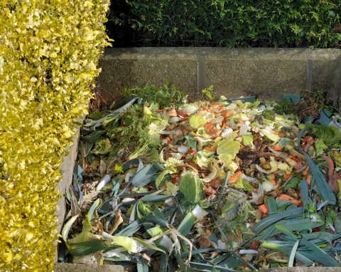 Gryzonie w kompostowniku. Co zrobić, gdy w pryzmie pojawią się w nim myszy, nornice albo szczury?