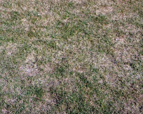 Biały nalot na trawniku to nie pozostałość po zimie. Trawę zaatakował mączniak – jak się go pozbyć?