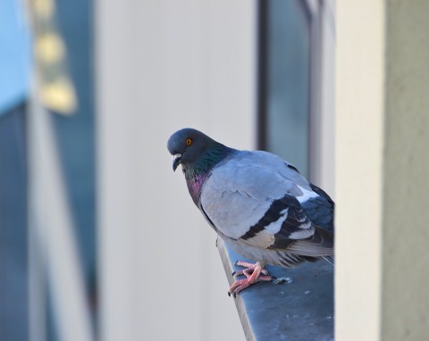 Jak odstraszyć gołębie z parapetu, balkonu i ogrodu? Domowe sposoby na pozbycie się gołębi