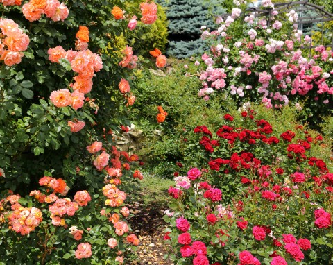 Uprawa róż w ogrodzie. Wymagania i sposoby pielęgnacji