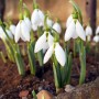 Ogród, Te rośliny to balkonowy hit na wiosnę - Śnieżyczka przebiśnieg

To kwiat, który rozpoczyna sezon wiosenny w ogrodach. Podobnie jak inne kwiaty cebulowe może być uprawiana w pojemnikach. Wymaga żyznej, przepuszczalnej gleby. Najlepiej rośnie w półcieniu, co w przypadku balkonu oznacza wystawę północno-wschodnią lub północno – zachodnią, ew. jakieś częściowo zacienione miejsce na słonecznym balkonie.