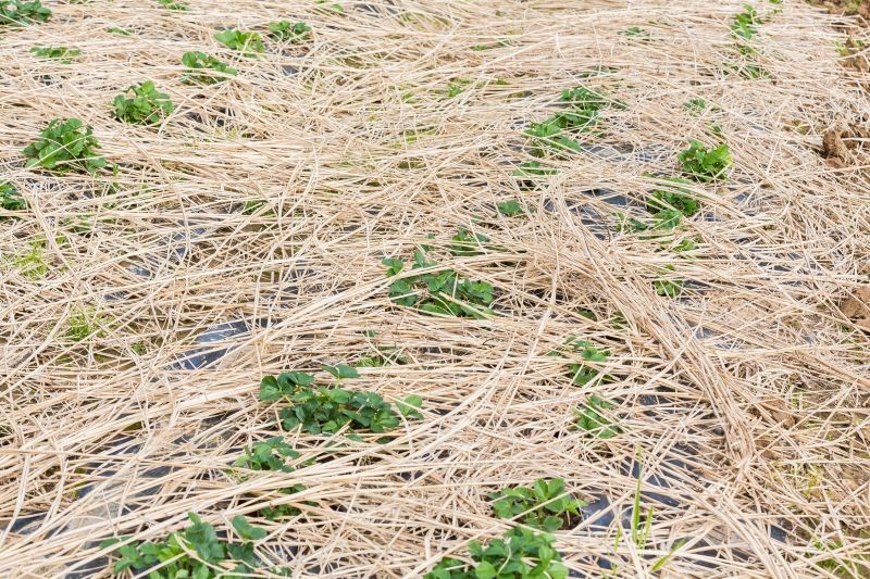 Słoma to jedna z sześciu najlepszych materiałów do ściółkowania jesienią.