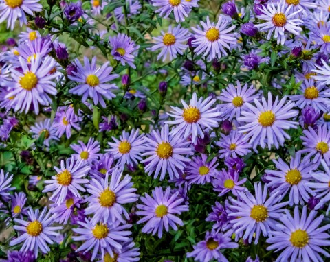 Aster gawędka (Aster amellus)