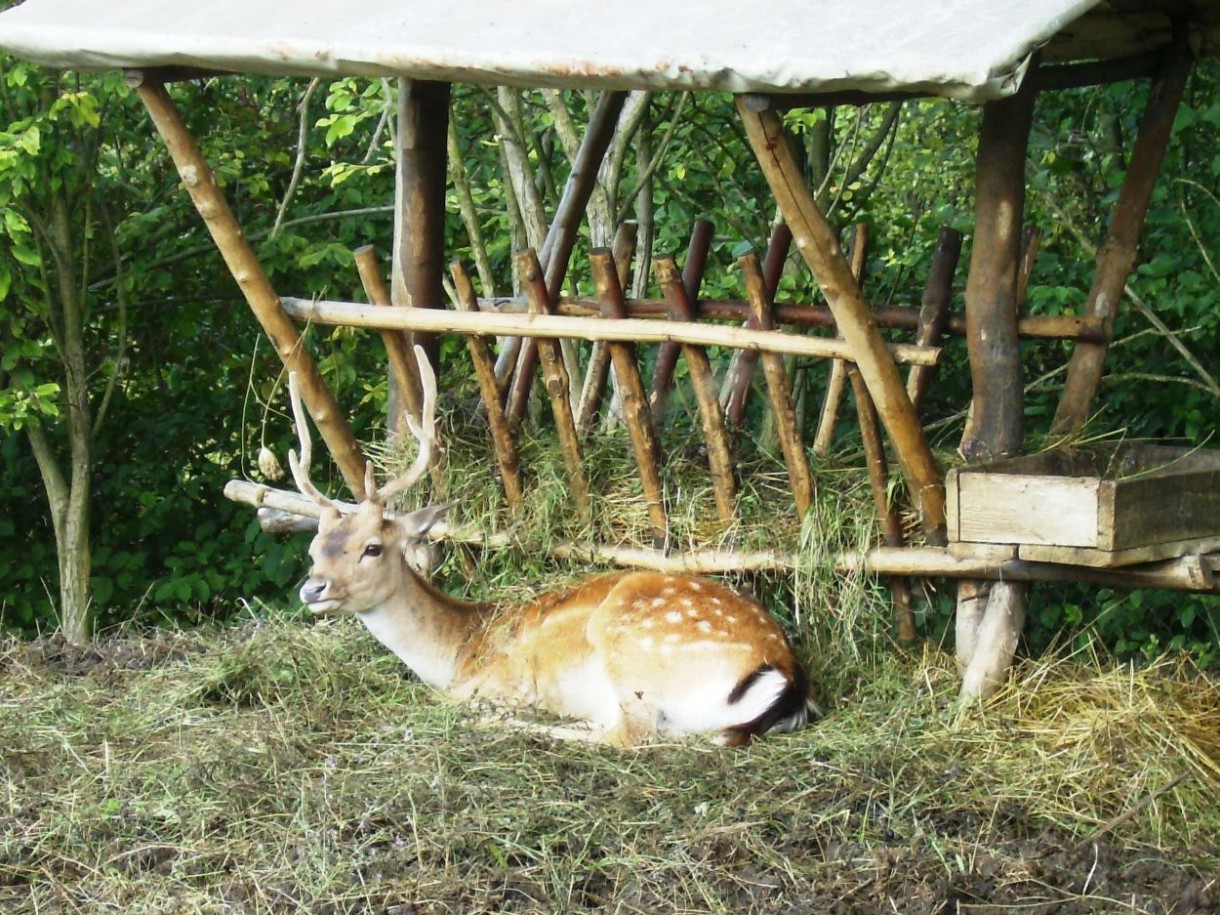 Pozostałe, DOLOMITY - SPORTOWA  DOLINA  LATEM  – BYTOM - MINI  ZOO