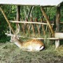 Pozostałe, DOLOMITY - SPORTOWA  DOLINA  LATEM  – BYTOM - MINI  ZOO