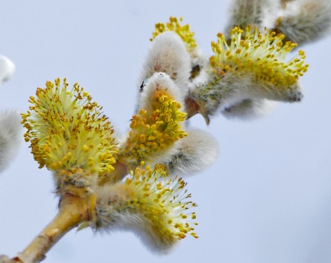 Wierzba iwa (Salix caprea)