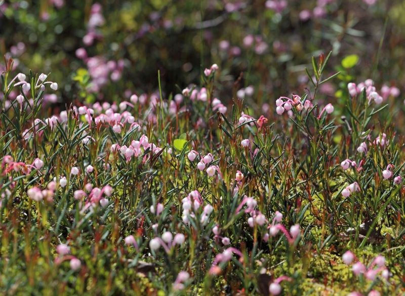 Modrzewnicę pospolitą można spotkać w naturze.