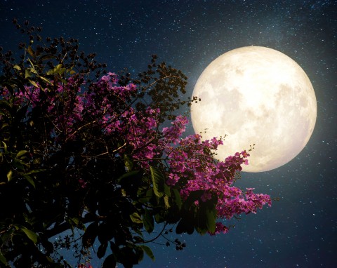 Kalendarz księżycowy ogrodnika – luty 2019