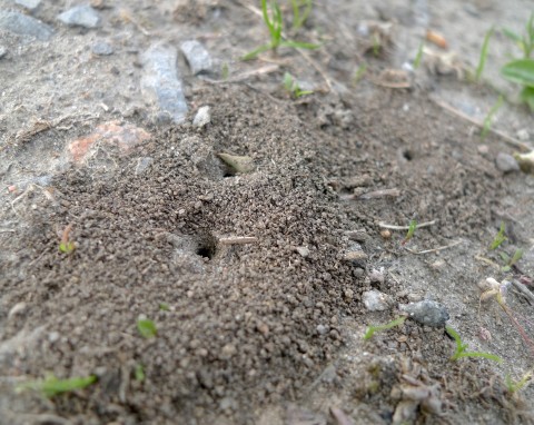 Mrówki szkodzą czy pomagają? Przegoń je z ogrodu w naturalny sposób