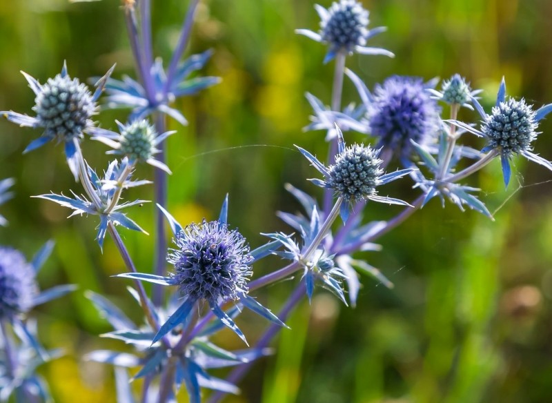 mikołajek płaskolistny