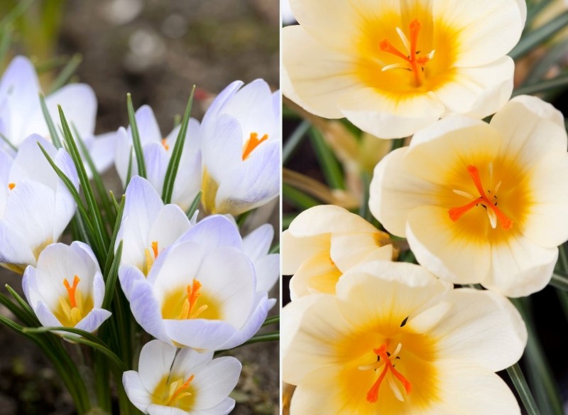 odmiany krokusa złocistego