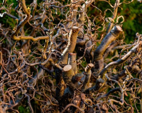 Jak przycinać leszczynę w zimie? Sposoby cięcia i wykorzystanie gałęzi leszczyny