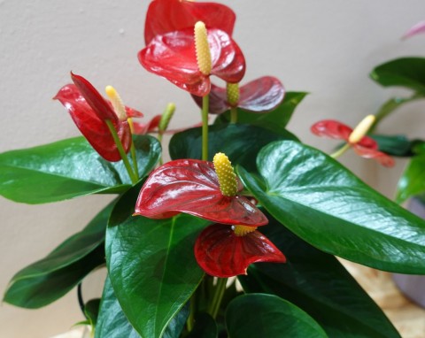 Liście anturium żółkną i zasychają na końcach? Znajoma florystka dała mi przepis genialna odżywkę