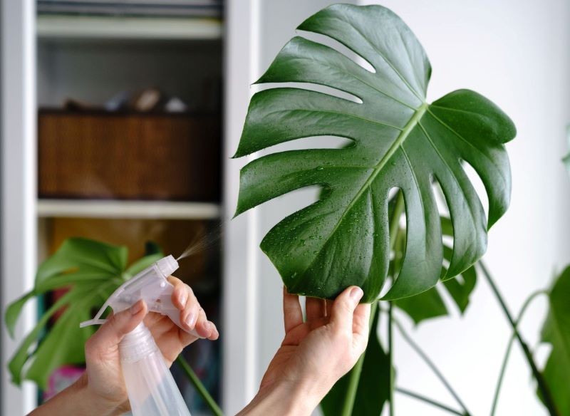 Roślina mateczna, z której pozyskujemy sadzonki monstery, musi być duża i zdrowa. 