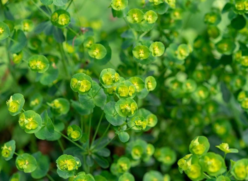 Nie wszystkie wilczomlecze przypominają kaktusy. Na zdjęciu widoczny jest wilczomlecz migdałolistny mający luźne, wiechowate kwiatostany.